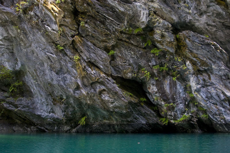 Ferns On Rock Wall